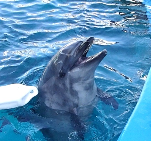 セナの遊び時間